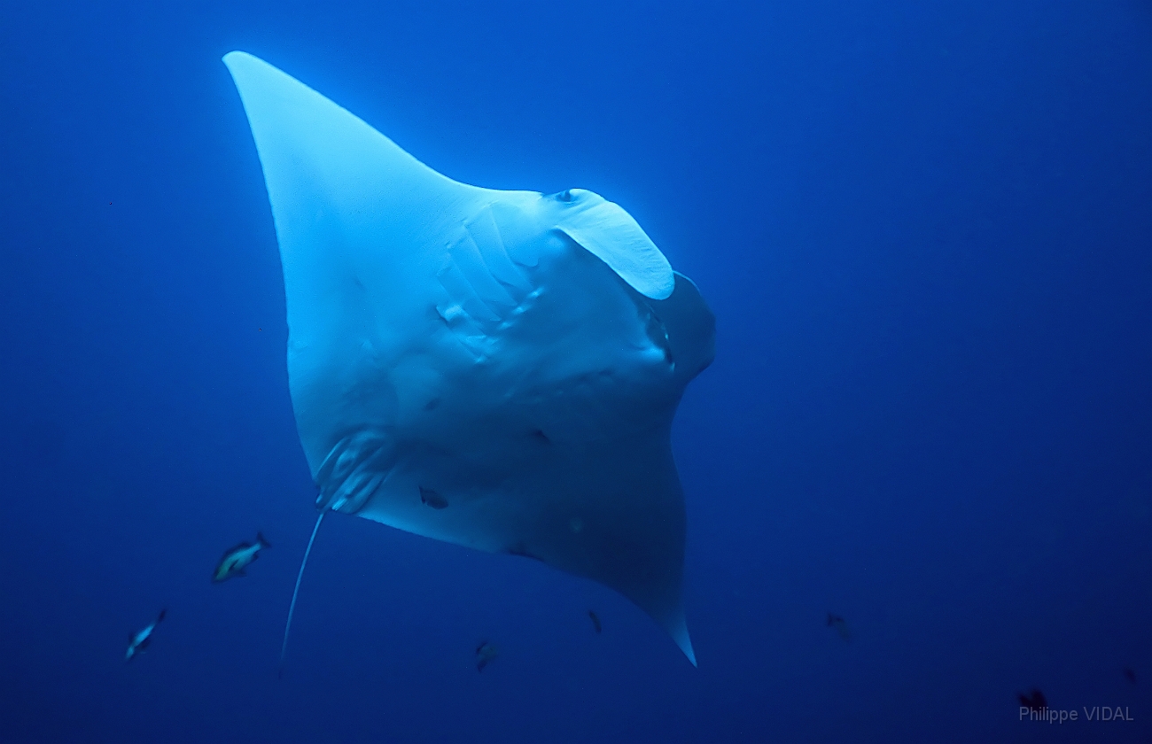 Raja Ampat 2016 - Manta Biostris - Oceanic Manta Ray - Raie Manta Oceanique - IMG_4228_rc_filtered.jpg
